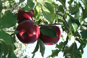 Apples low hanging fruit