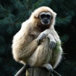 What is your Monkey saying